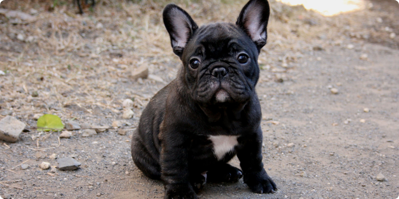 子犬・若犬の見学について01